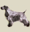 Englsh Cocker Spaniel